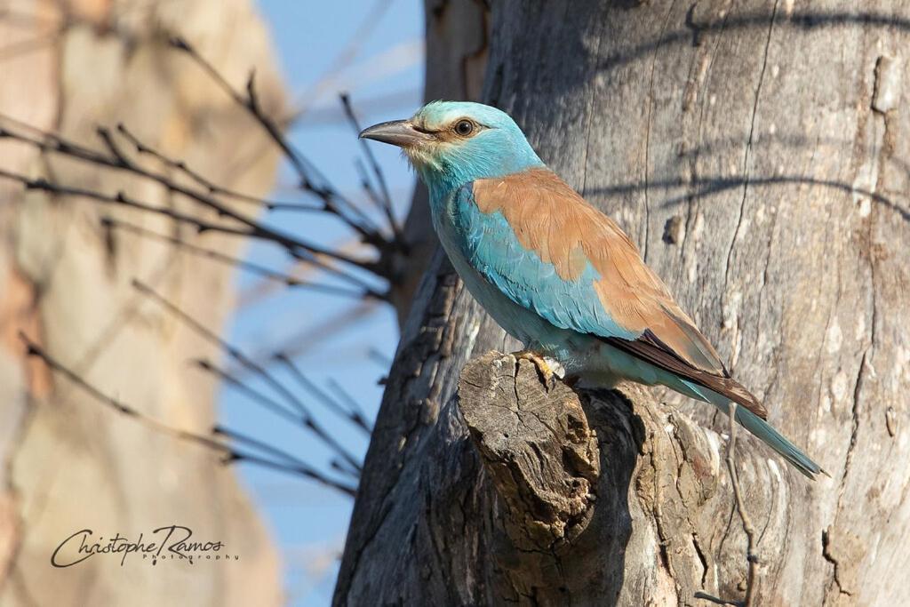 L'Oiseau Bleu Flamant Roubia 外观 照片